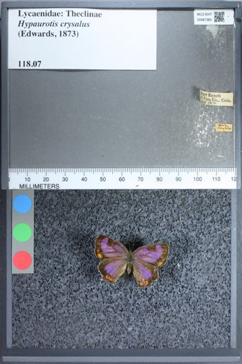 Media type: image;   Entomology 67365
